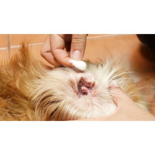Dung dịch vệ sinh tai thú cưng