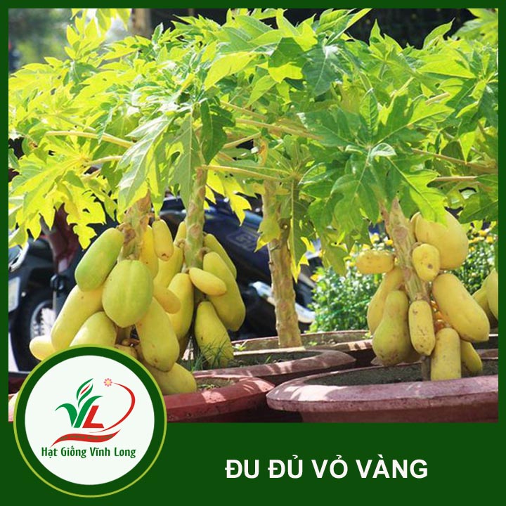 Hạt giống Đu đủ vàng Vĩnh Thành - 5 hạt