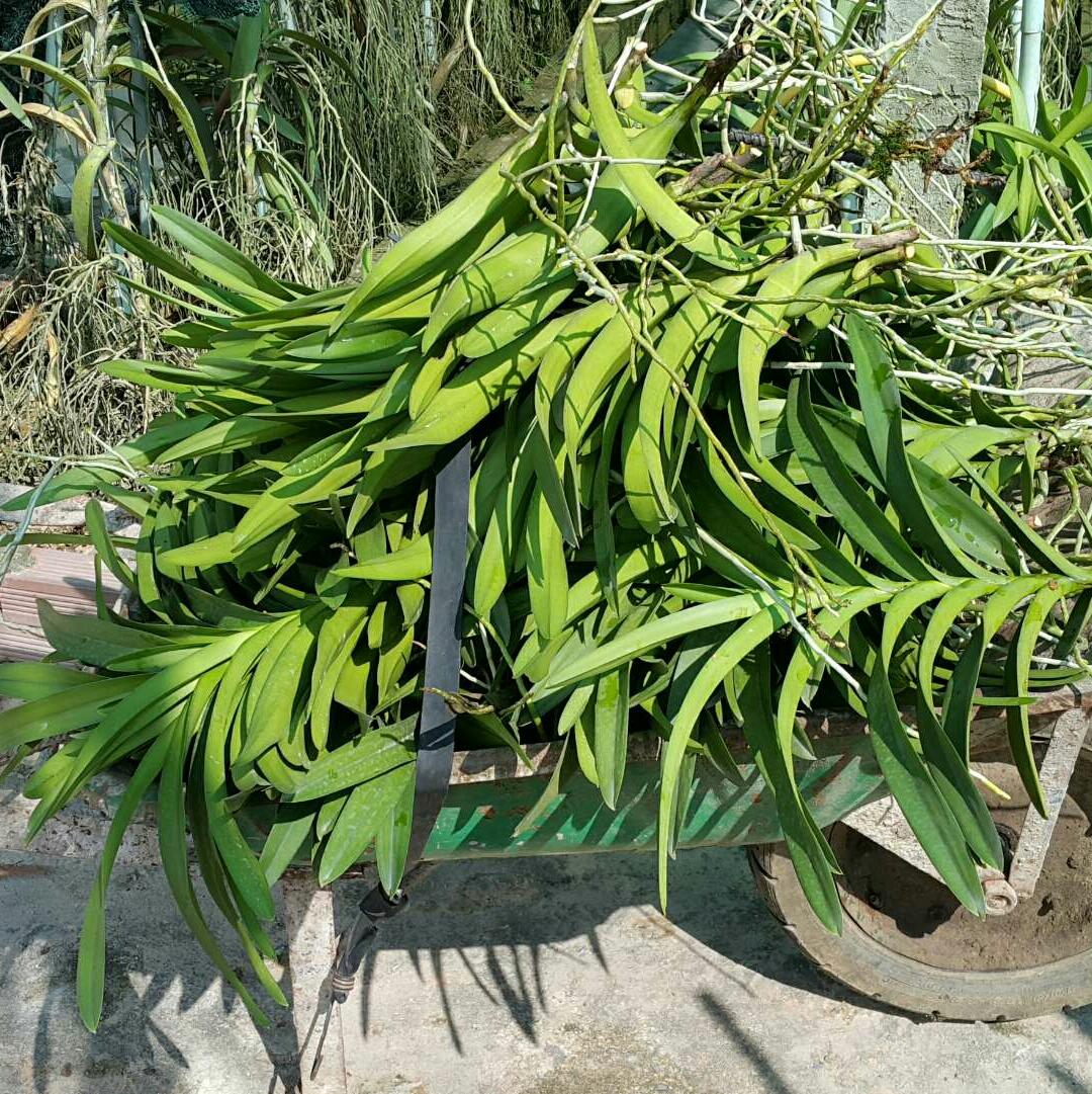 Combo 2 mokara giống màu tím