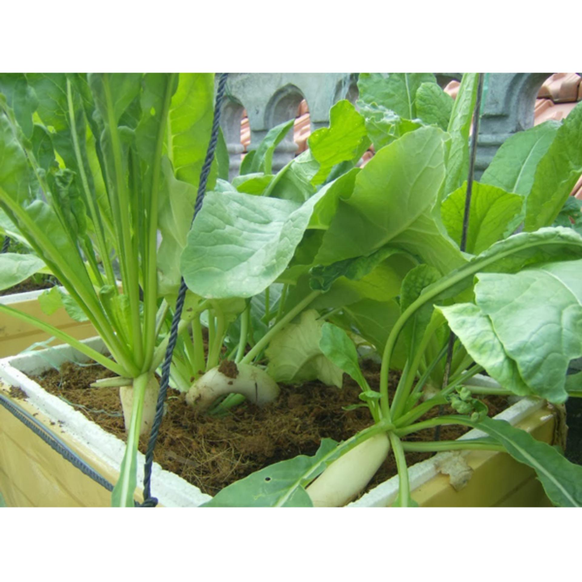 20g Hạt giống Củ cải trắng