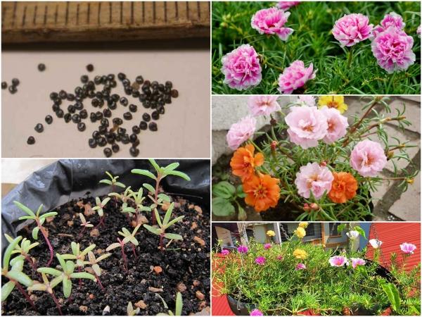 Hạt giống hoa mười giờ mix dễ trồng - 200 hạt