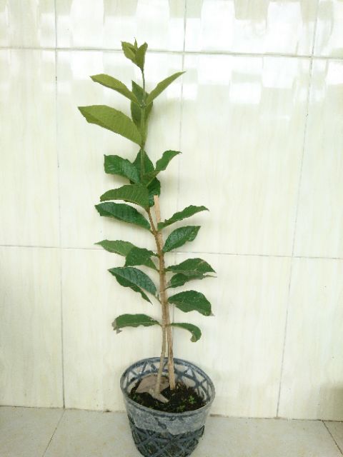 Cây giống hoa mai xanh