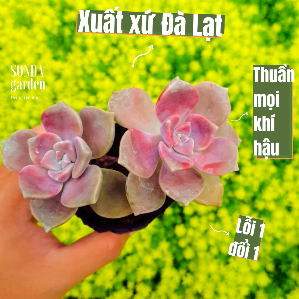 SEN ĐÁ HỒNG MẬP SIZE BÉ SIÊU KHOẺ ĐẸP LỖI 1 ĐỔI 1