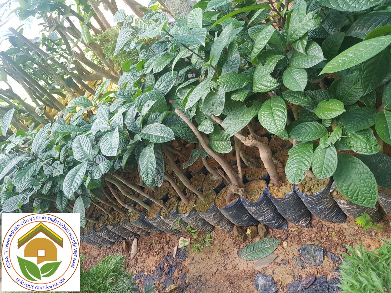 COMBO 3 CÂY TRÀ HOA VÀNG cây giống