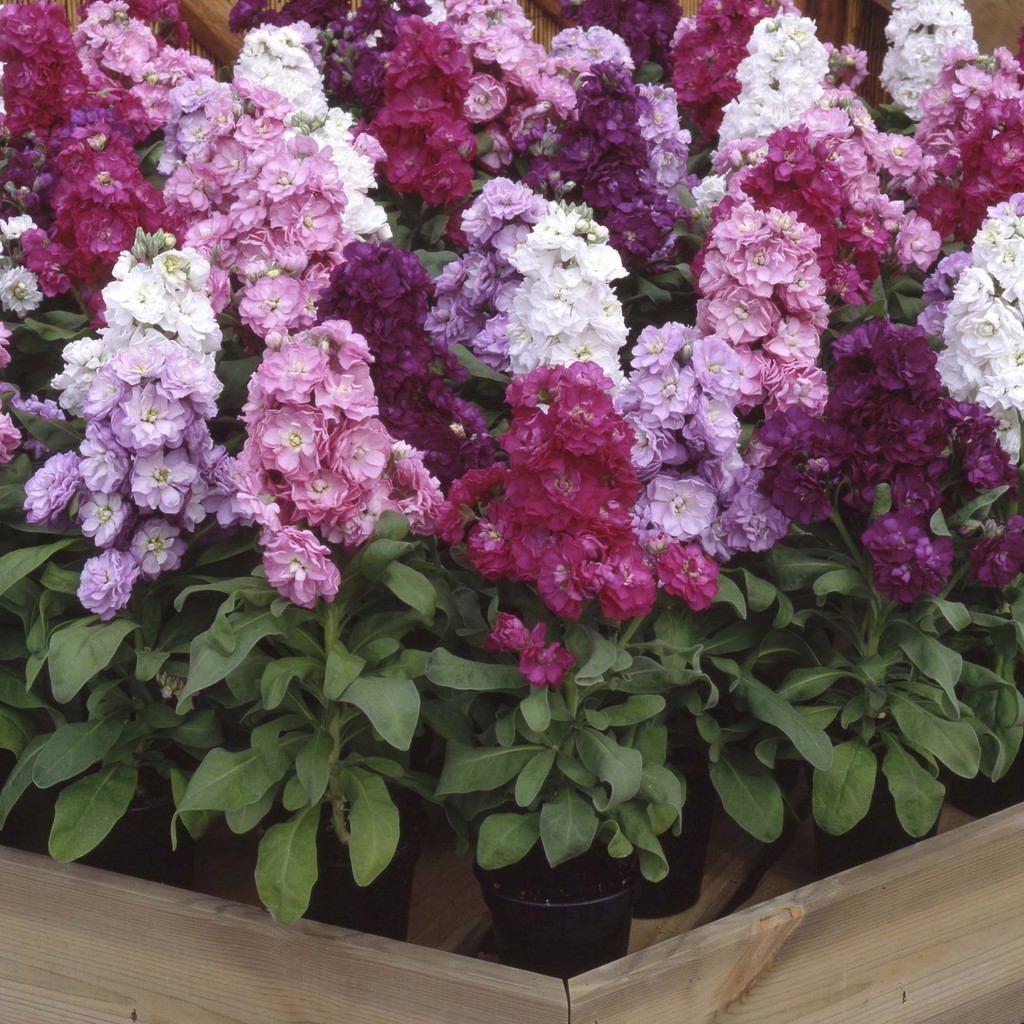 HẠT GIỐNG HOA BUNGA VIOLET F1 - 200 hạt