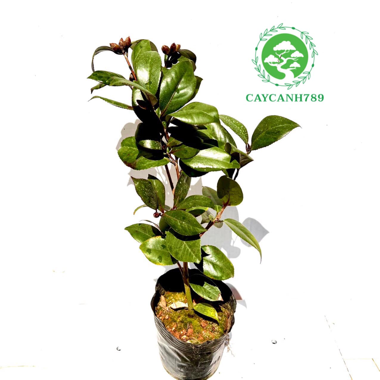 Cây trà my đỏ huyết long size trung cao 40cm