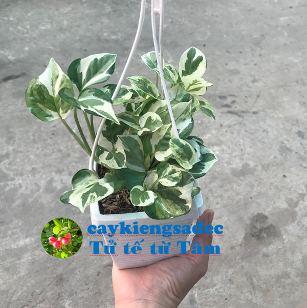 caykiengsadec - Trầu bà cẩm thạch treo (mini hoặc lớn) - hoa kiểng lá - trang trí nội thất cảnh quan ngoài trời