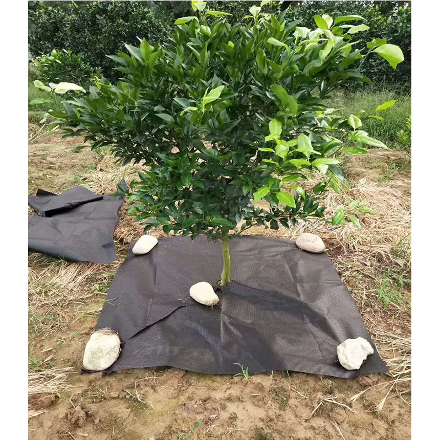 Bạt phủ đất chống cỏ, Bạt phủ đất trồng cây, Bạt phủ đất nông nghiệp