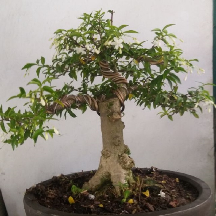 CHẬU CÂY MAI CHIẾU THỦY (MAI TRẤN THỦY, MAI TRÚC THỦY ) VƯỢNG PHONG THỦY