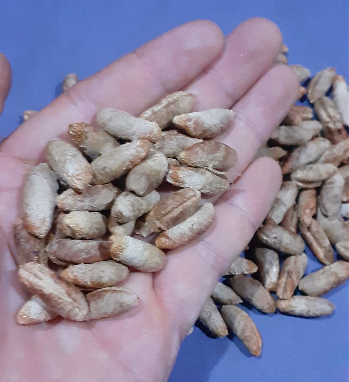 Hạt giống chà là ăn trái
