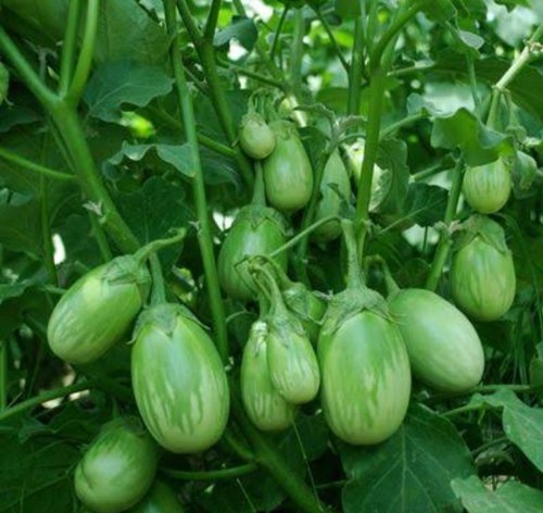 Viên đất nung ( sỏi nhẹ ) - Bao 5dm3 ( KT 10-20mm ) - 2.5kg/túi