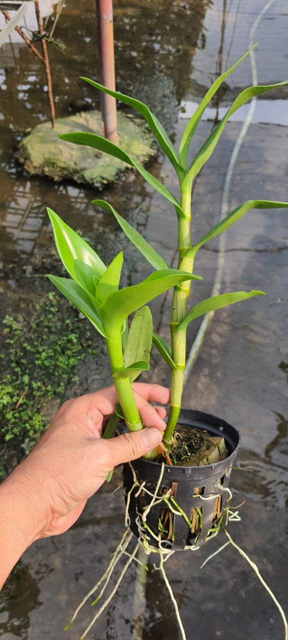 [Siêu Sale] denro nắng chớp cam lửa chậu trưởng thành đứng đọt sắp hoa