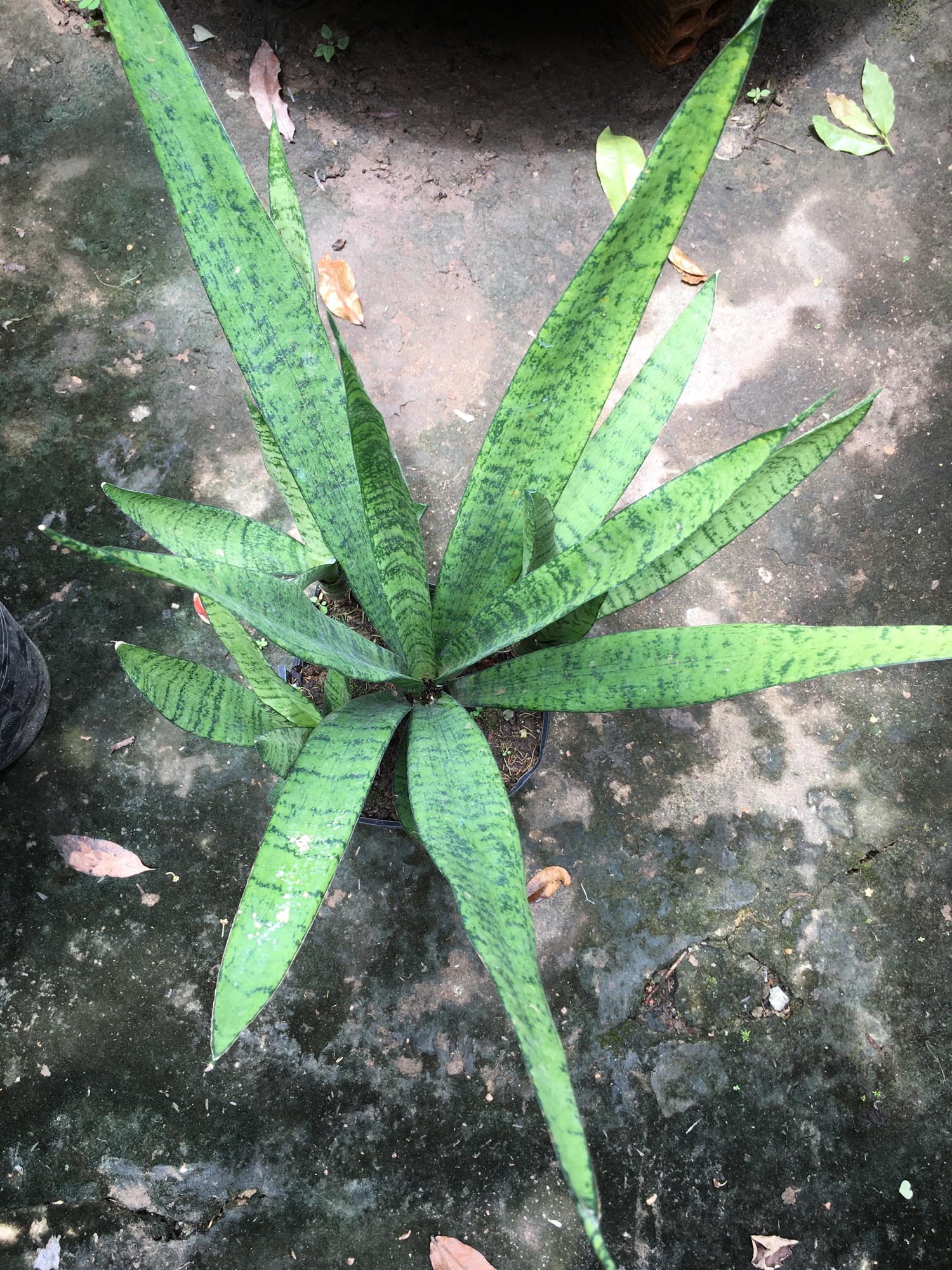 Cây lưỡi hổ
