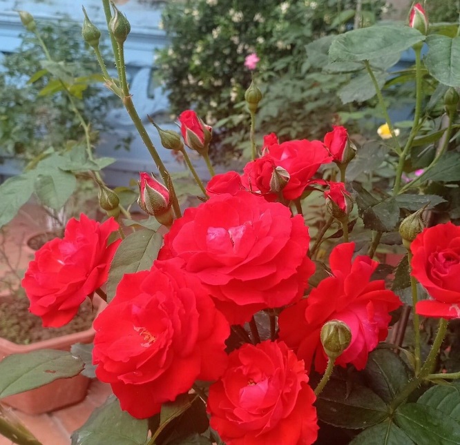 Hồng Lửa Sa Đéc (hồng bụi) size bầu nhỏ - Summer Garden