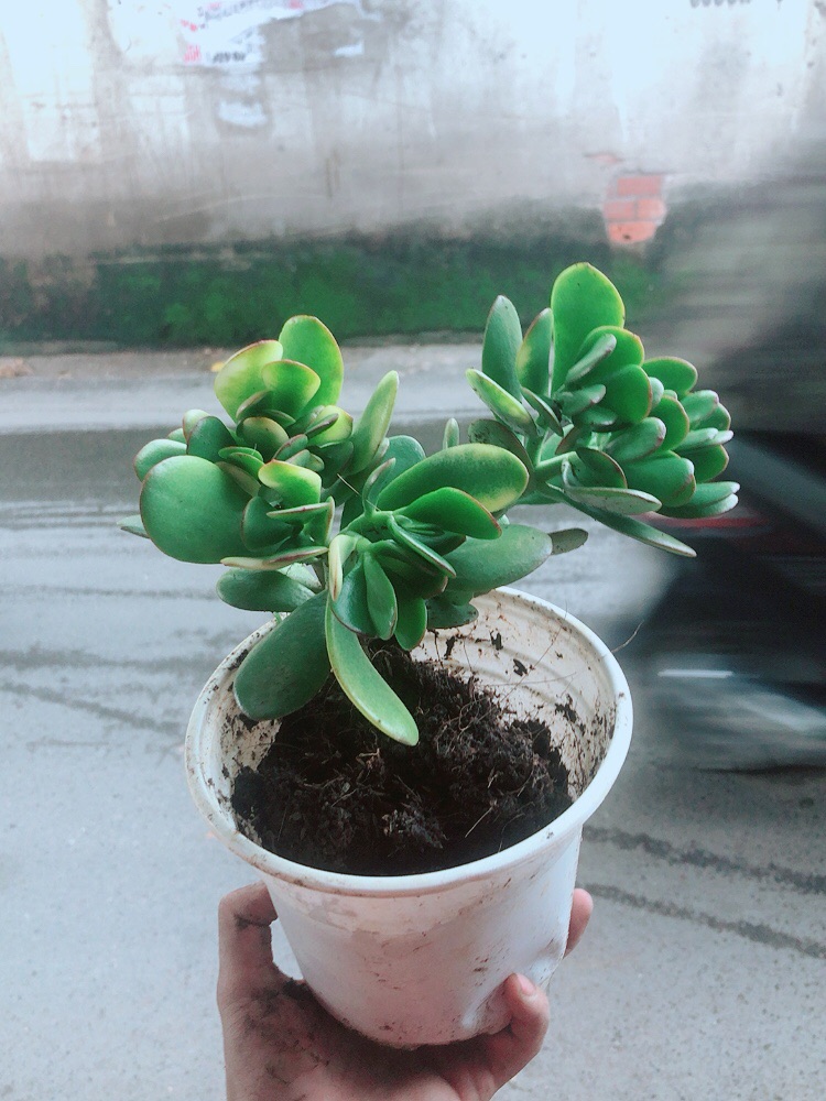 Cây Ngọc Bích