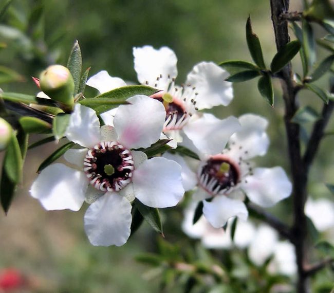 Mật Ong Manuka BlueHills MGO 400+250gr Úc