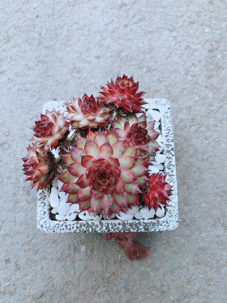 Chậu Sen Phật Bà Đỏ