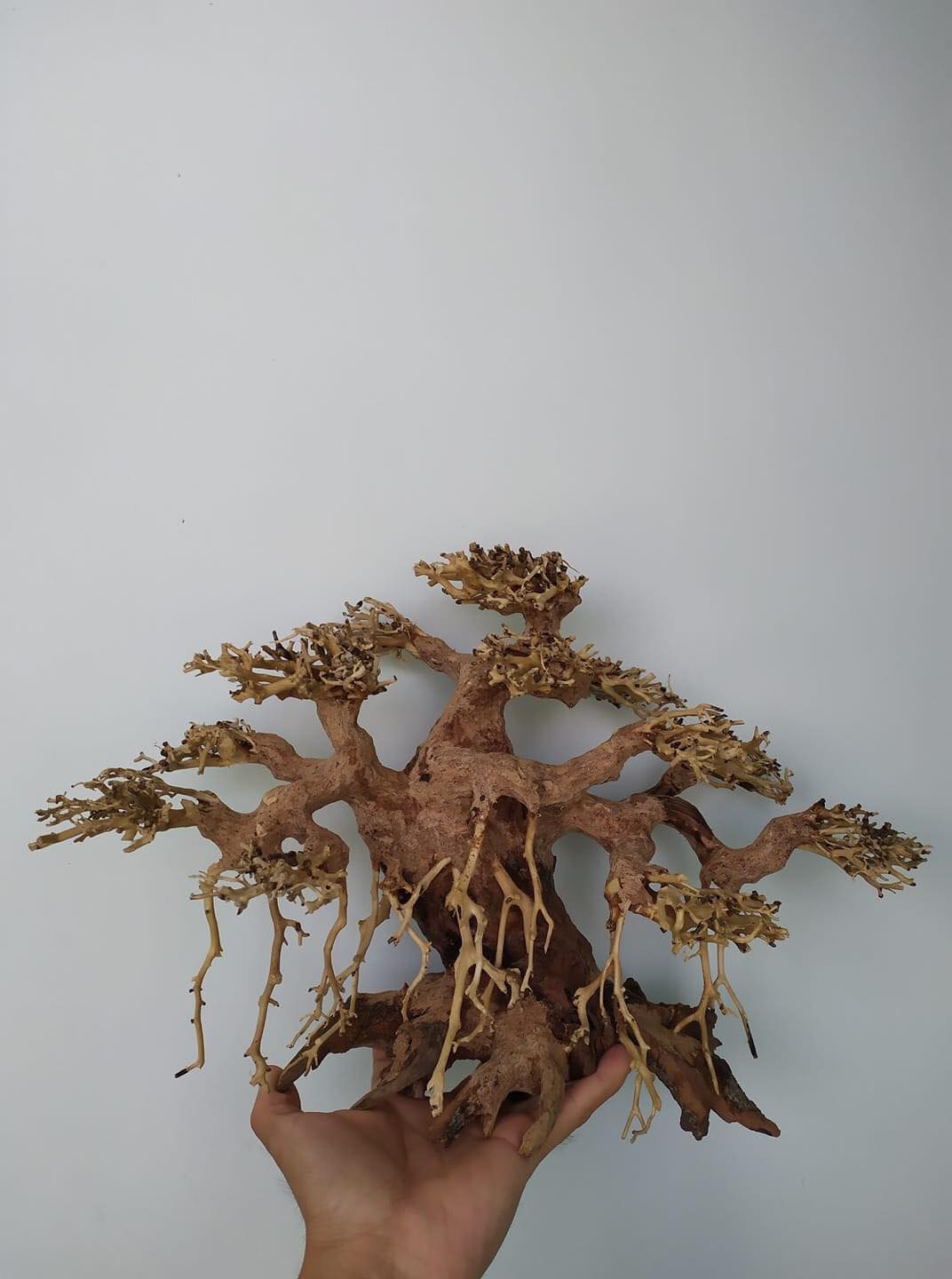 Lũa Bonsai Mini kiểu dáng xoè Trang Trí Bể Cá - Bể Thủy Sinh