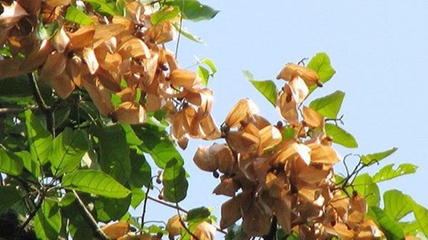 🌰 HẠT ĐƯỜI ƯƠI (📌bịch zip hút chân không 250g) 🌰