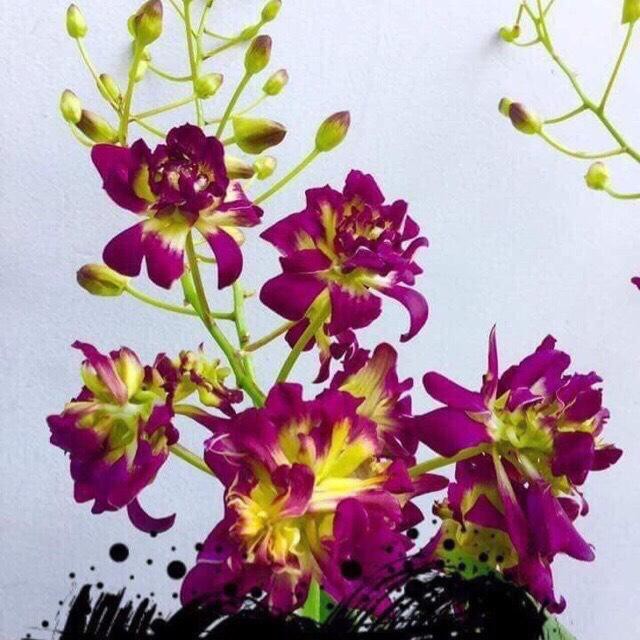 Lan Dendro Hoa Hồng Đỏ cây đẹp, siêng hoa