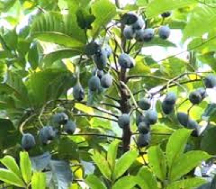 cây giống trám đen siêu quả