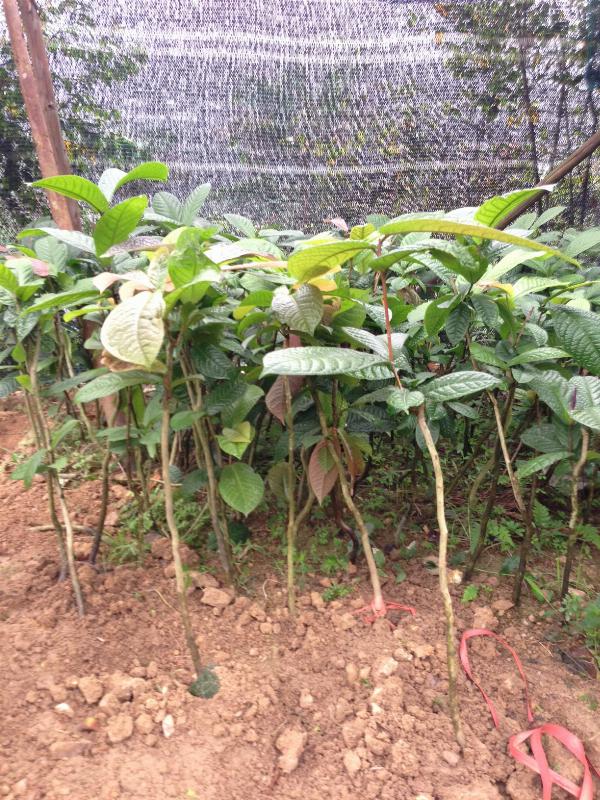 [Viện Nghiên Cứu Di Chuyền Nông Nghiệp] Cây giống HOA HẢI ĐƯỜNG
