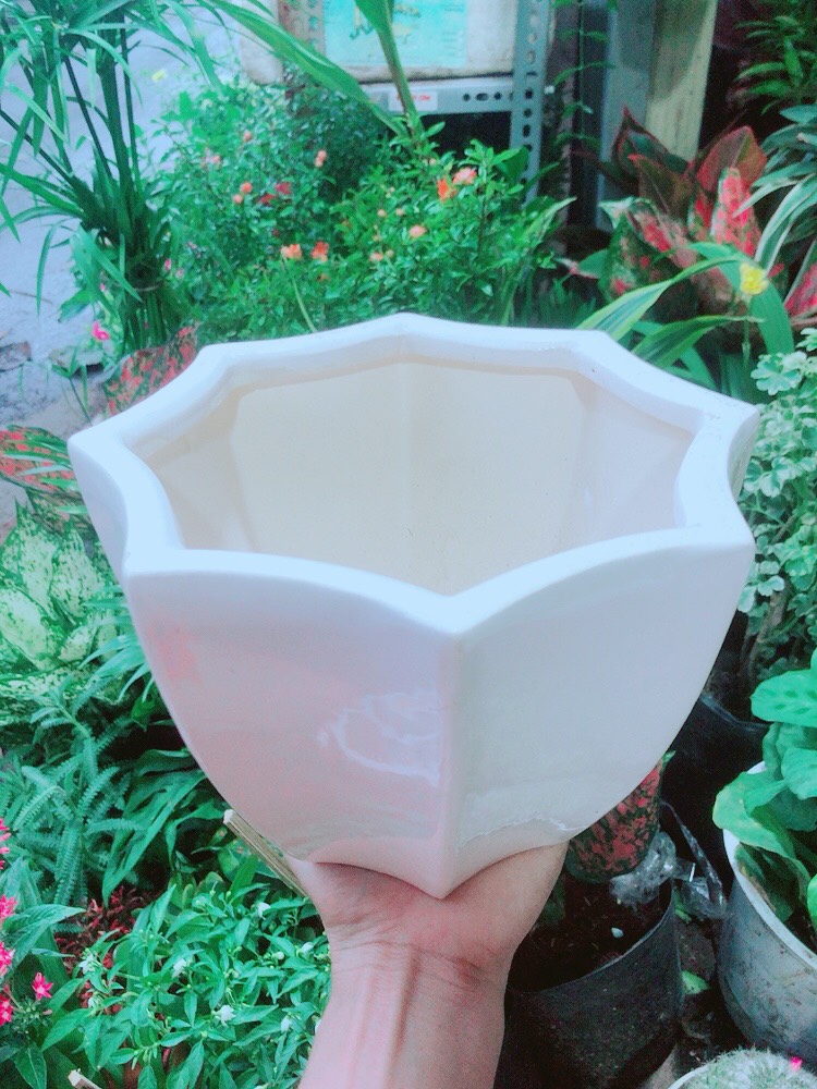 Chậu Trồng Cây (chậu sứ 12.5cm)