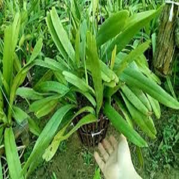 Hoa lan giáng hương đuôi cáo( cây to 45cm)