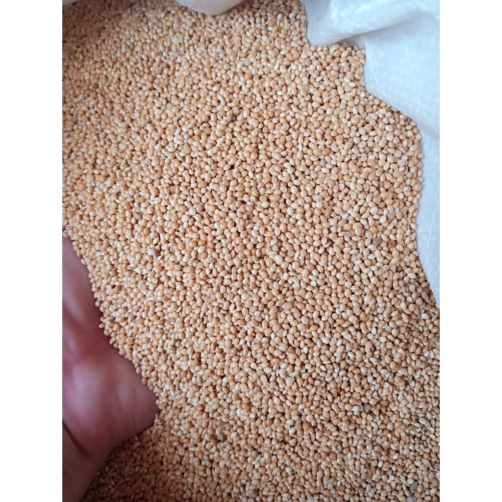 Hạt Kê Lọ 100g Thức ăn cho Hamster - Gia đình hamter