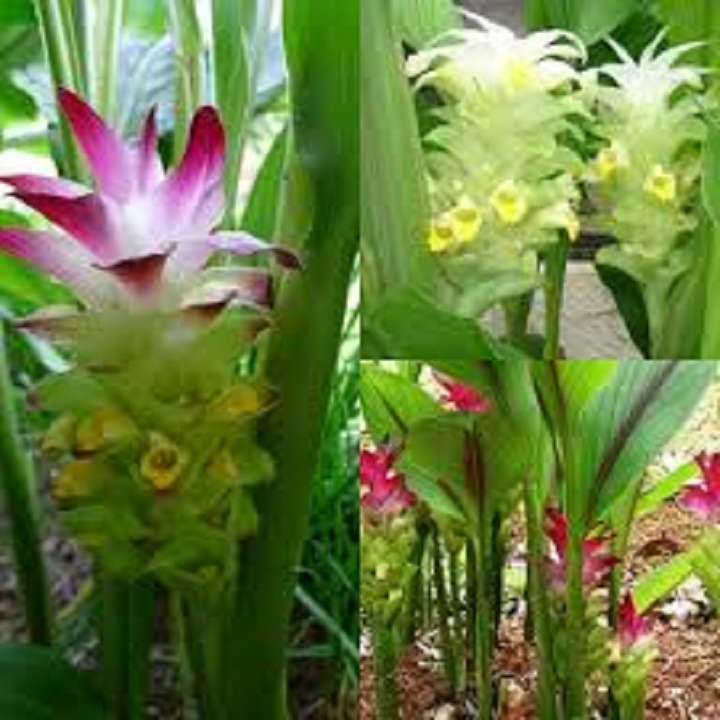 cây nghệ trắng rừng (giống)