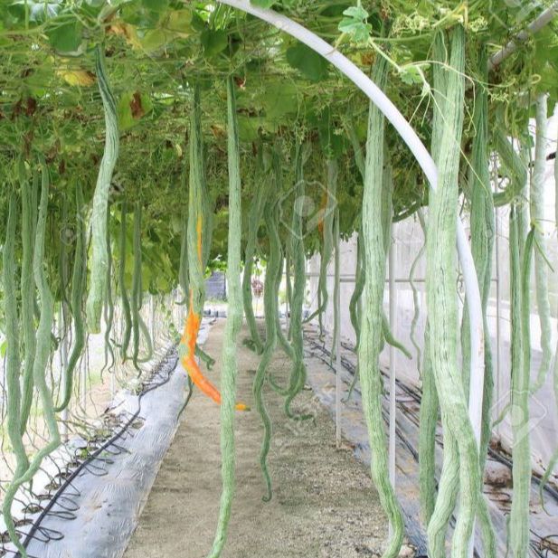 Hạt Giống Mướp Rắn siêu Dài -gói 5 hạt