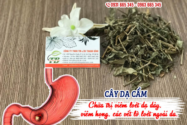 Cây dạ cẩm khô 1kg - đông y thanh bình