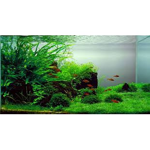 Phân Aquafor cho hồ thuỷ sinh, hồ bán cạn.