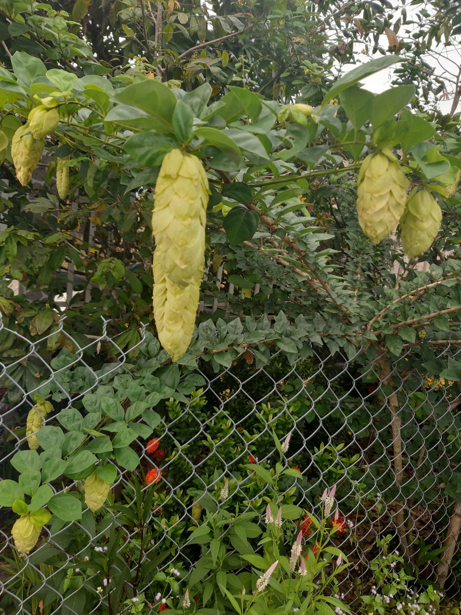 cây huyền trân công chúa 1 cây
