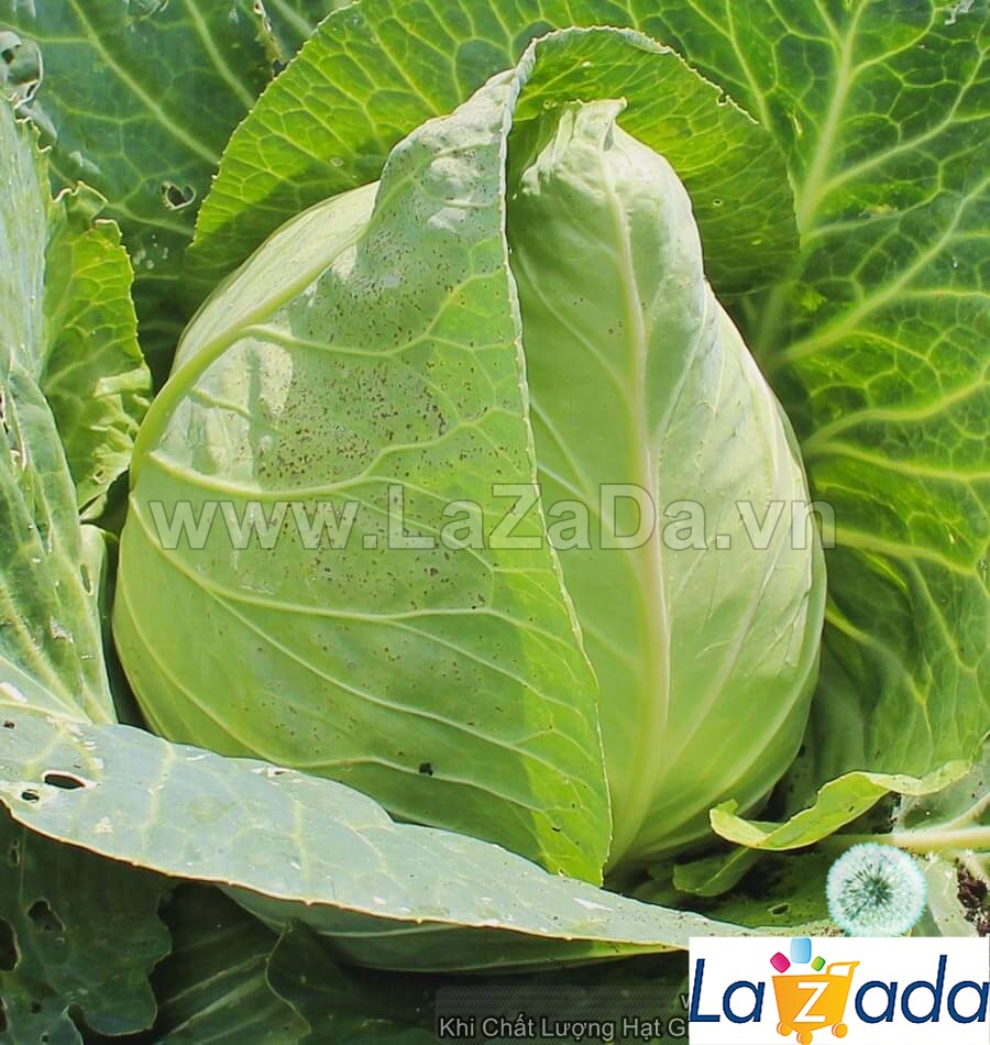 100GR 24K.HẠT Hạt Giống Bắp Cải Trái Tim Ngọt Thơm USA (| C49*W24)