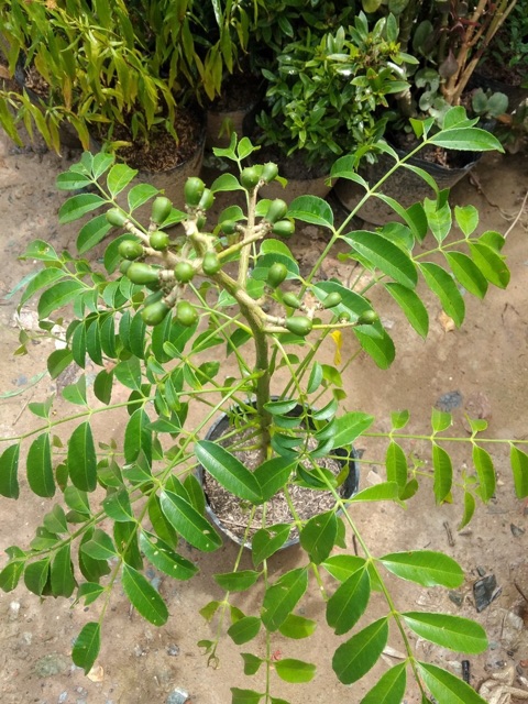 Cóc Thái lùn đang trái trồng chậu