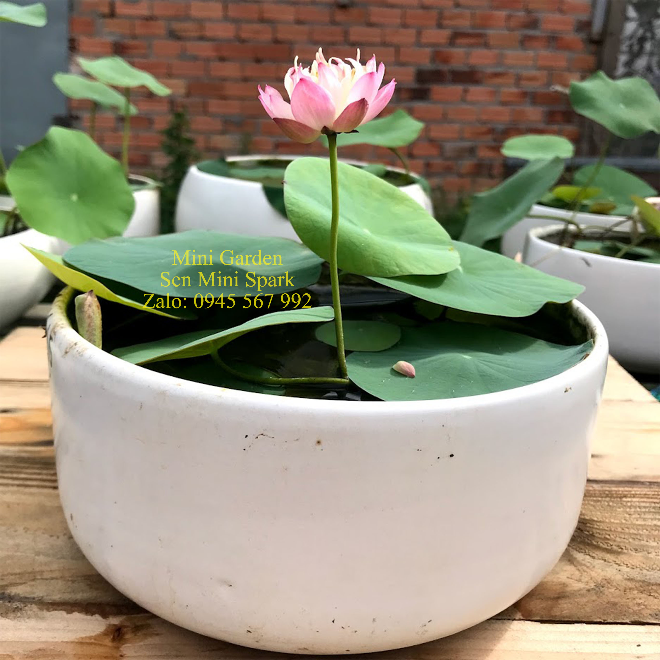 Củ giống sen mini Spark