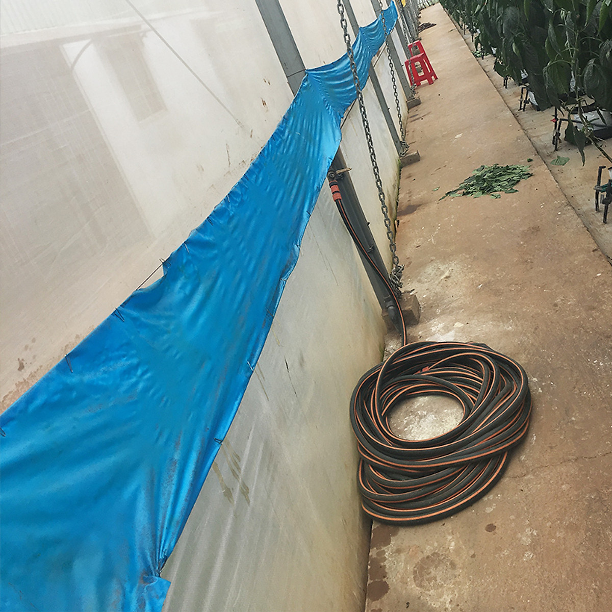 [HCM]Combo 20m Keo Bẫy Bọ Trĩ Bẫy Côn Trùng Nông Nghiệp màu vàng 2 Mặt nhập khẩu Israel 6 tháng chịu mưa nắng