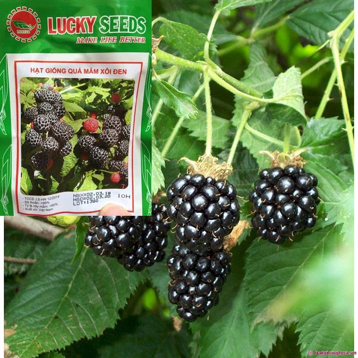 Hạt giống quả mâm xôi đen gói 10 hạt xuất xứ Việt Nam