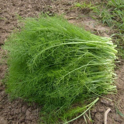Hạt giống thì là tứ quý pd415