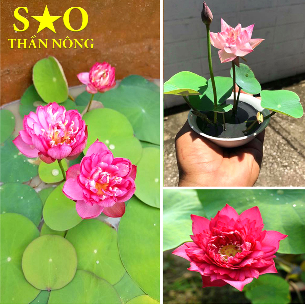 Hạt giống Sen Nhật mini - 5 hạt, nhiều màu