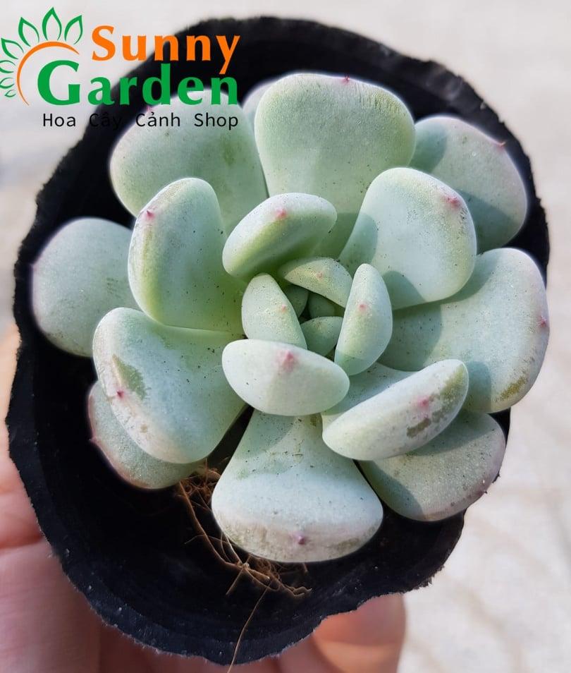 Sen Đá Ruby Trắng