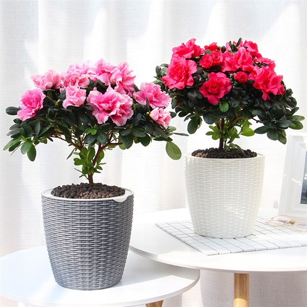 Chậu cây tự dưỡng thông minh - A305 Rattan