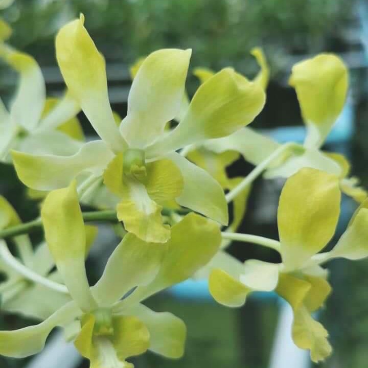 [HCM]Dendro nắng thơm Banana - cây giống