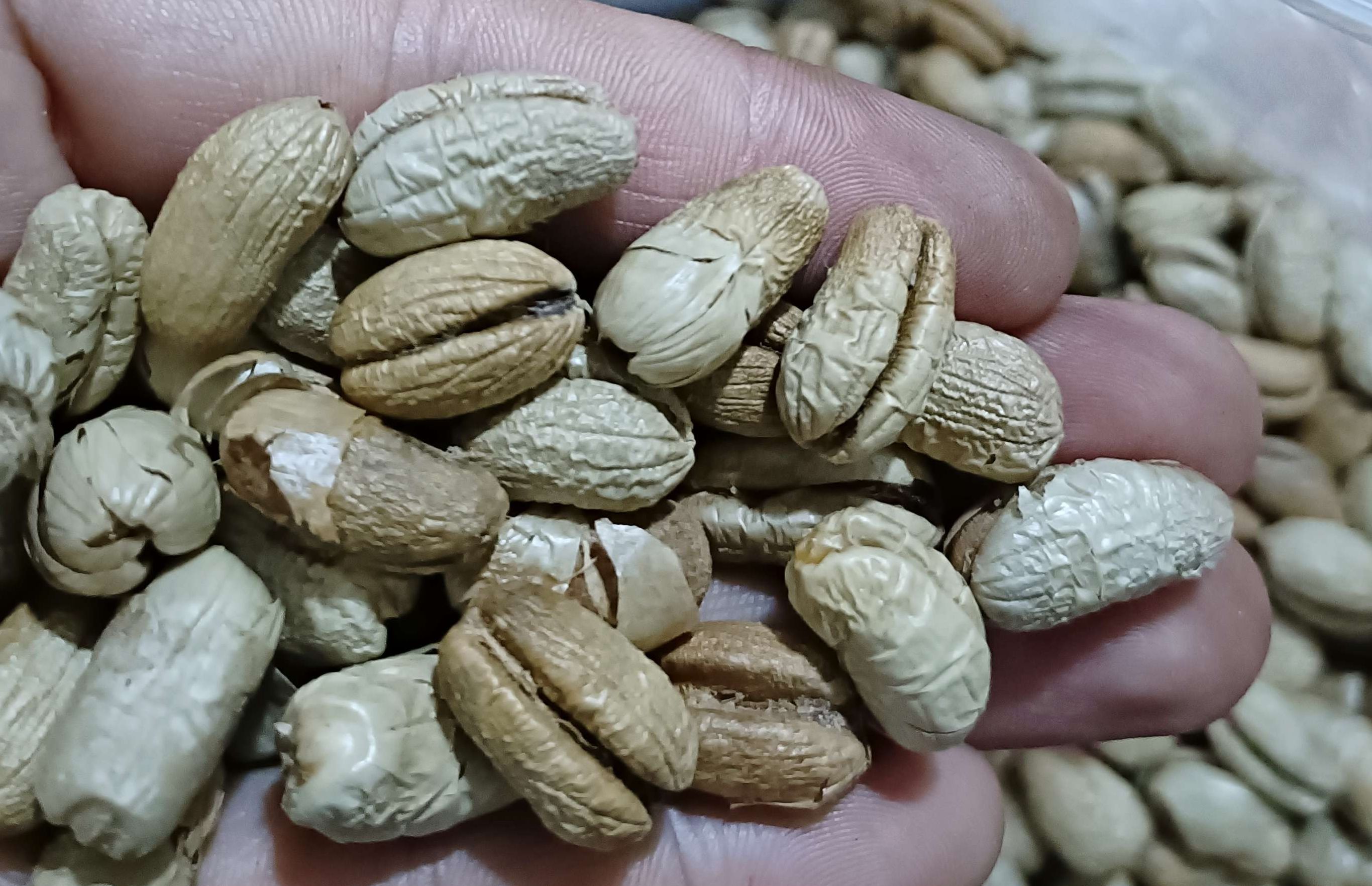 Hạt giống chà là cảnh, chà là kiểng - 100 gram