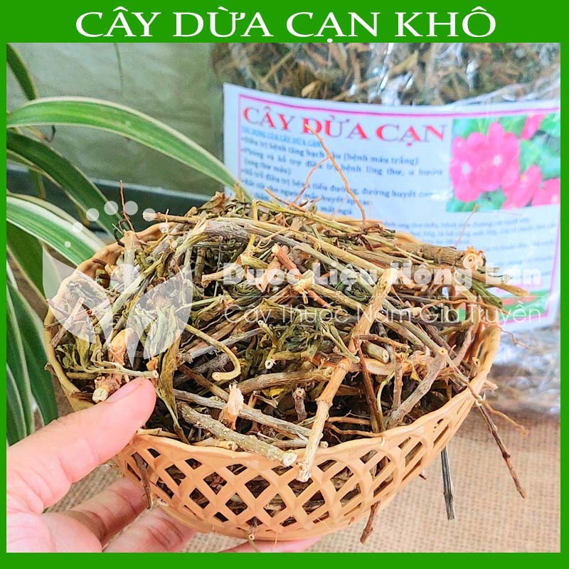 Cây Dừa Cạn khô đóng gói 250gr - duoclieuhonglan