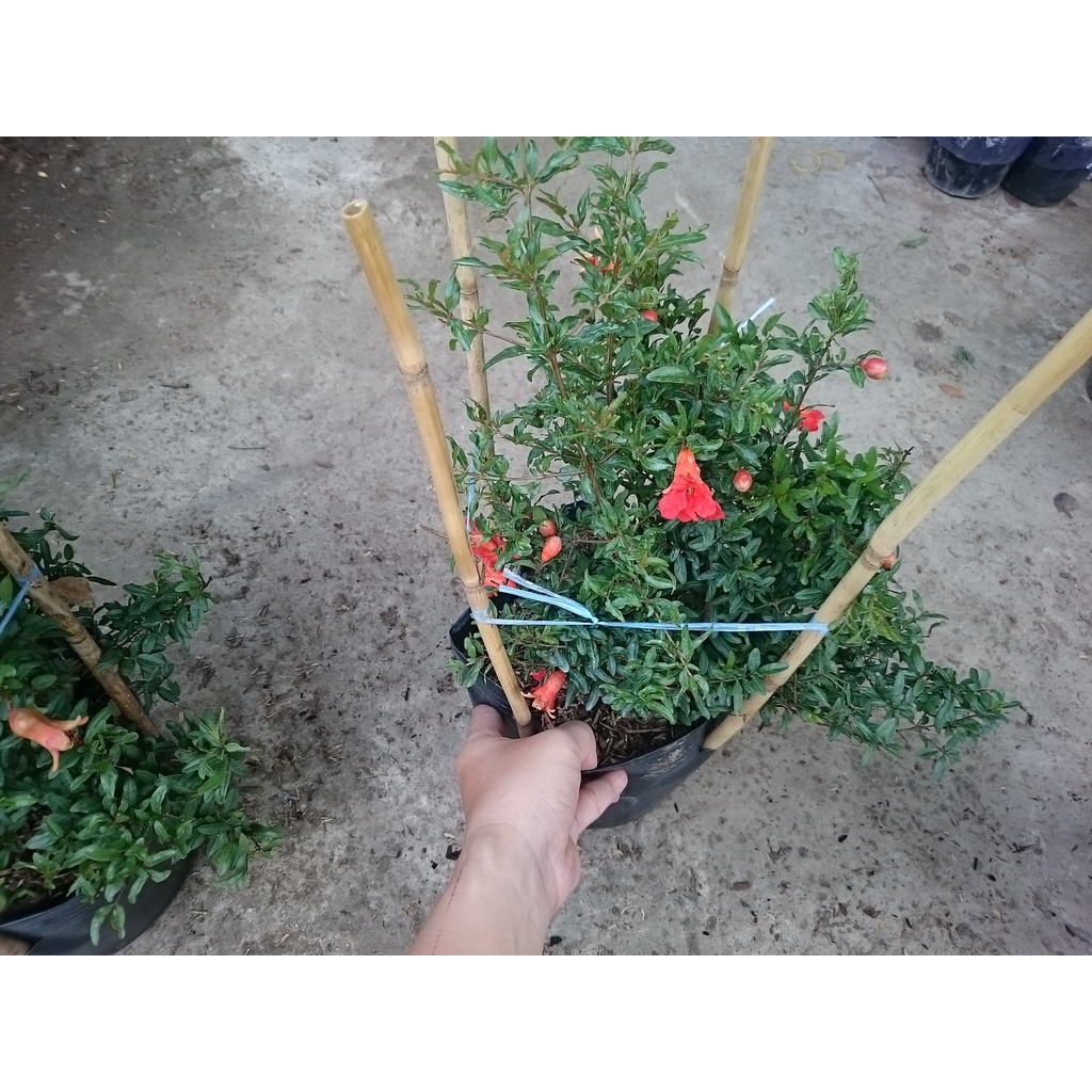 Cây lựu kiểng - cây cảnh để bàn - caykiengsadec