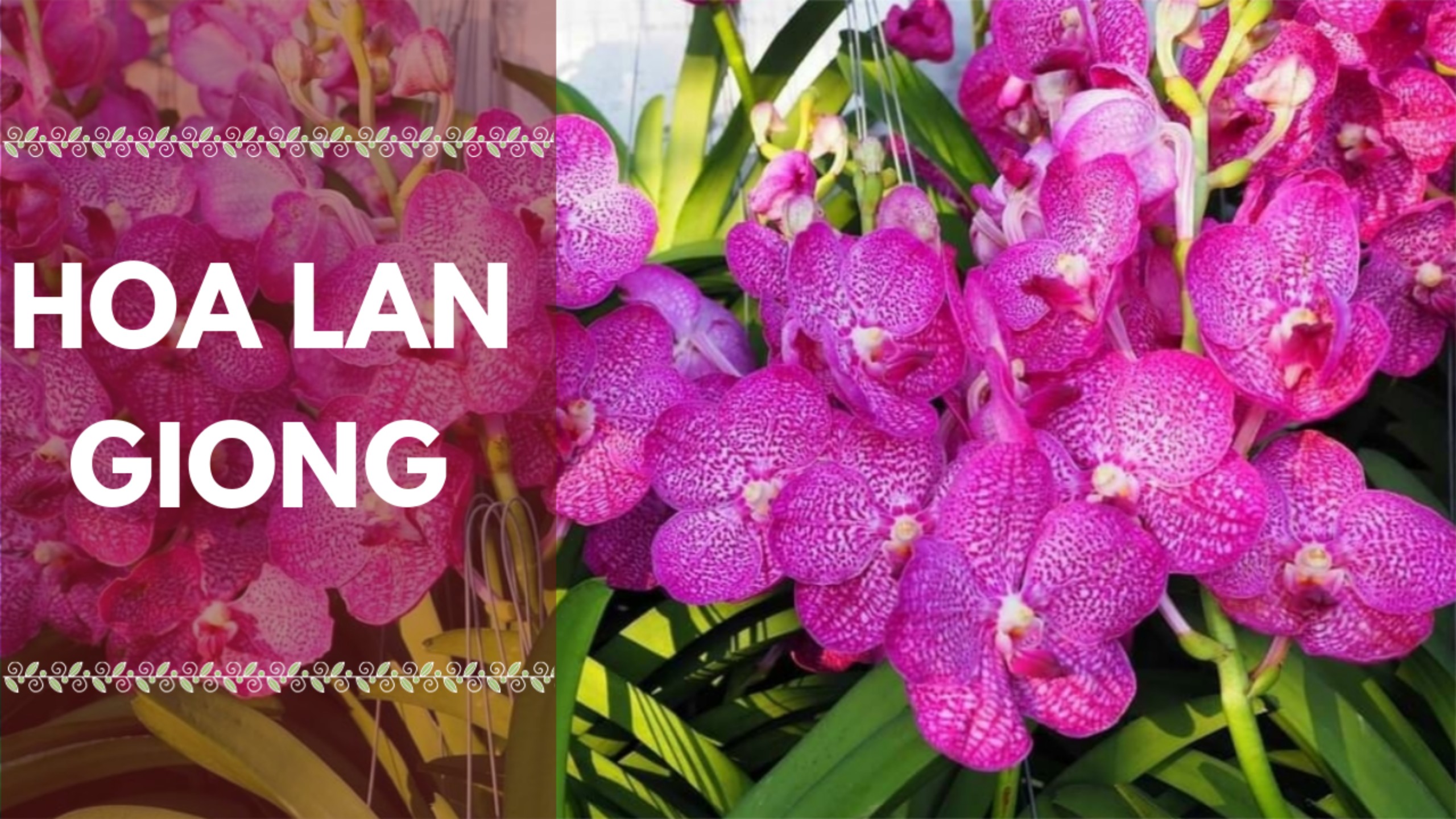 Lan Vanda hàng lá cây trưởng thành