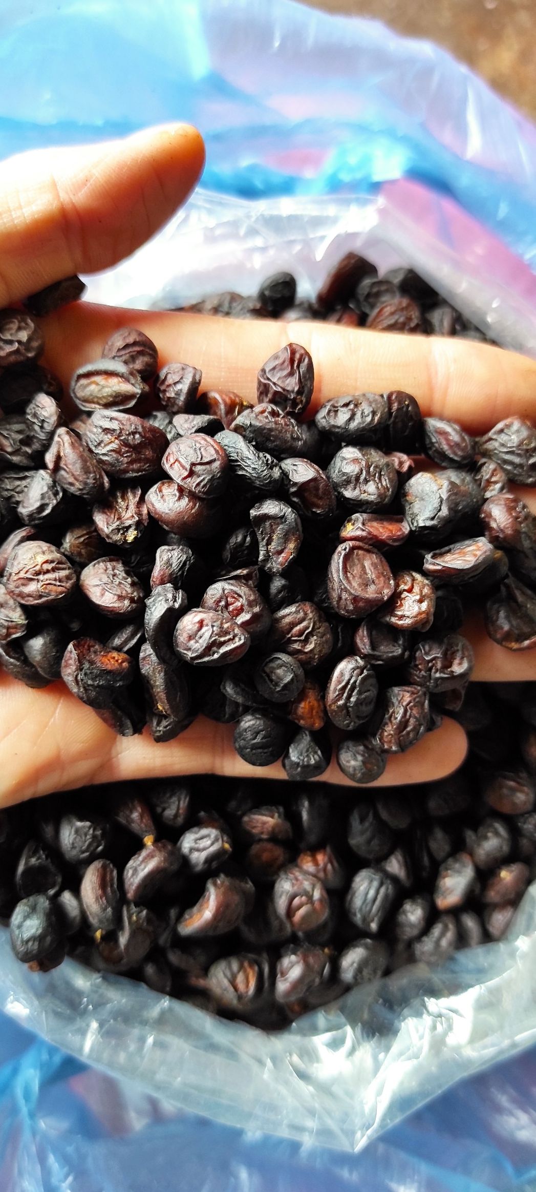 hạt dổi rừng tây bắc loại 1