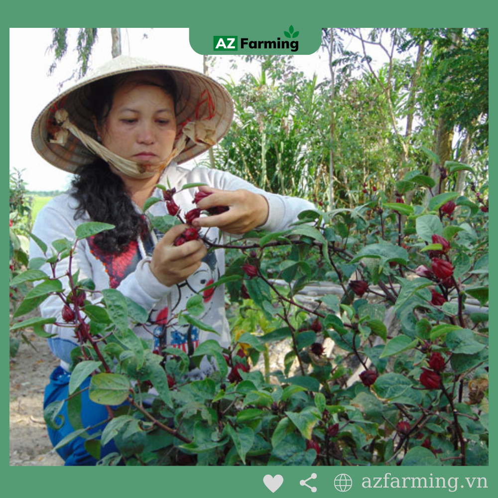 Hạt Giống Atiso Đỏ - Gói 50 Hạt - Az Farming